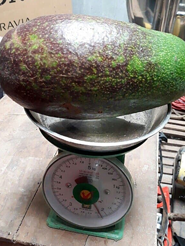 Description: Bơ nhà ông Trung có trái nặng trên 2kg.