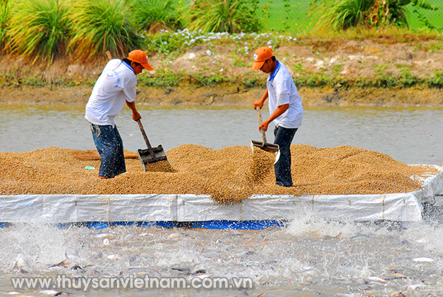 Description: http://www.thuysanvietnam.com.vn/uploads/article2/baiviet/nuoitrong/tran-tro-nuoi-thuy-san-dong-thap-muoi-10.jpg