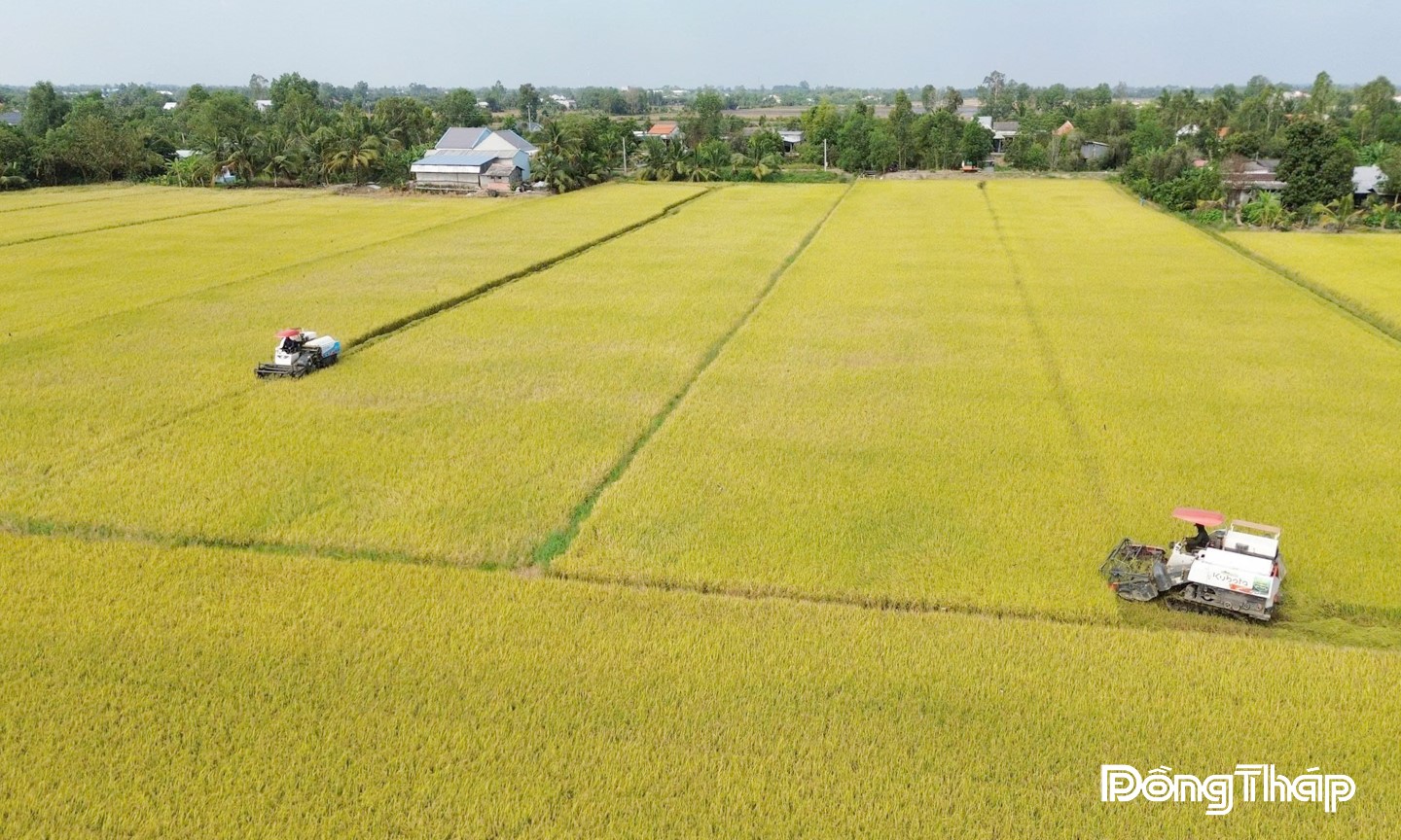 Sau sáp nhập, các xã, phường có sự chuyển dịch mạnh trong sản xuất nông nghiệp.