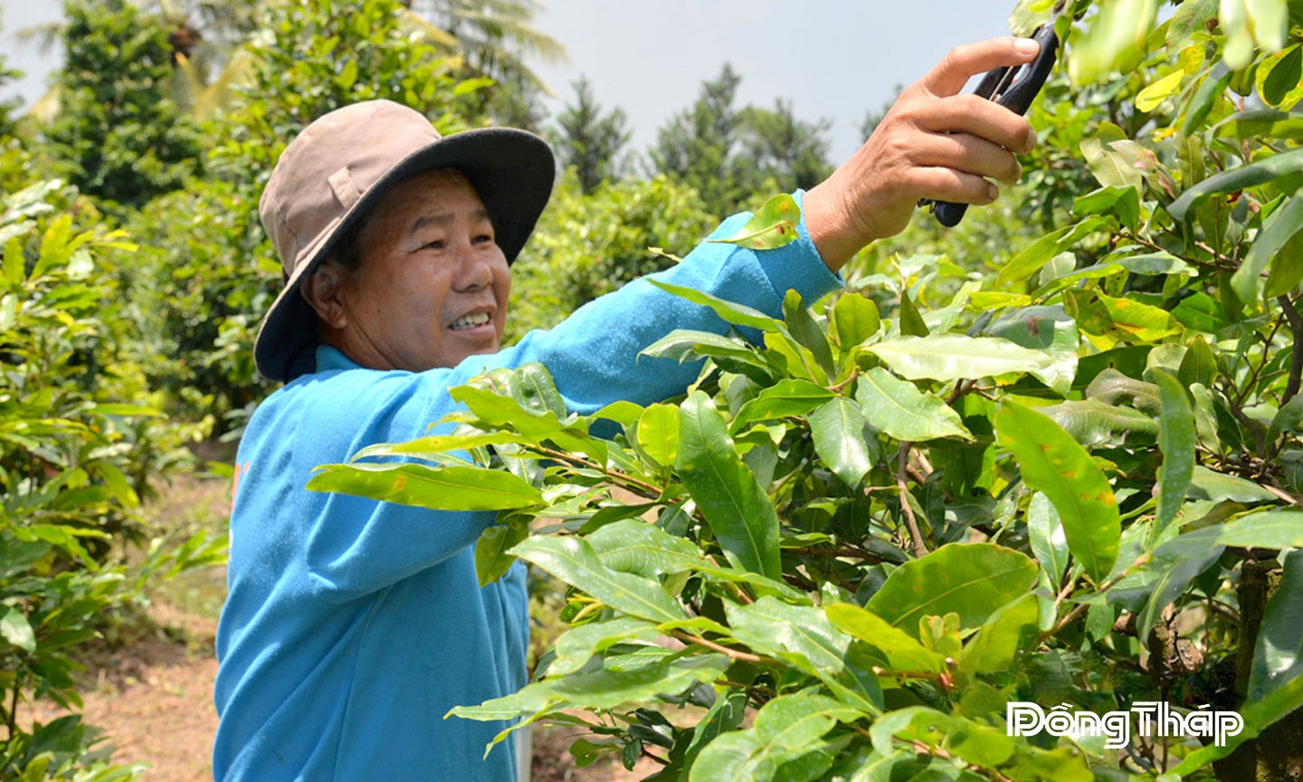 Ông Bùi Văn Công cần mẫn chăm sóc vườn mai của gia đình.                                                                             Ảnh: LÊ PHƯƠNG