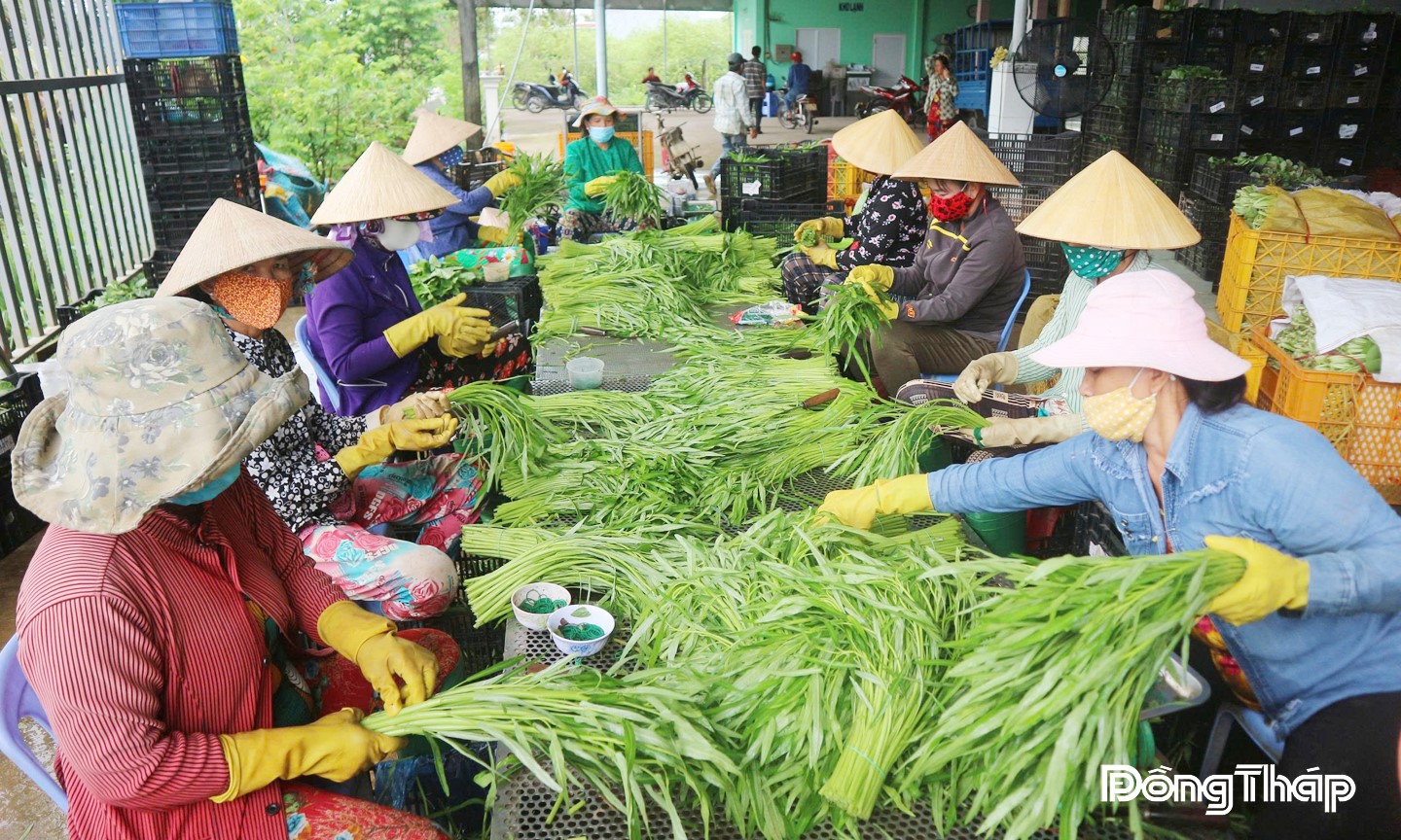 Thành viên Hợp tác xã Rau an toàn Tân Đông sơ chế sản phẩm , chuẩn bị giao cho khách.