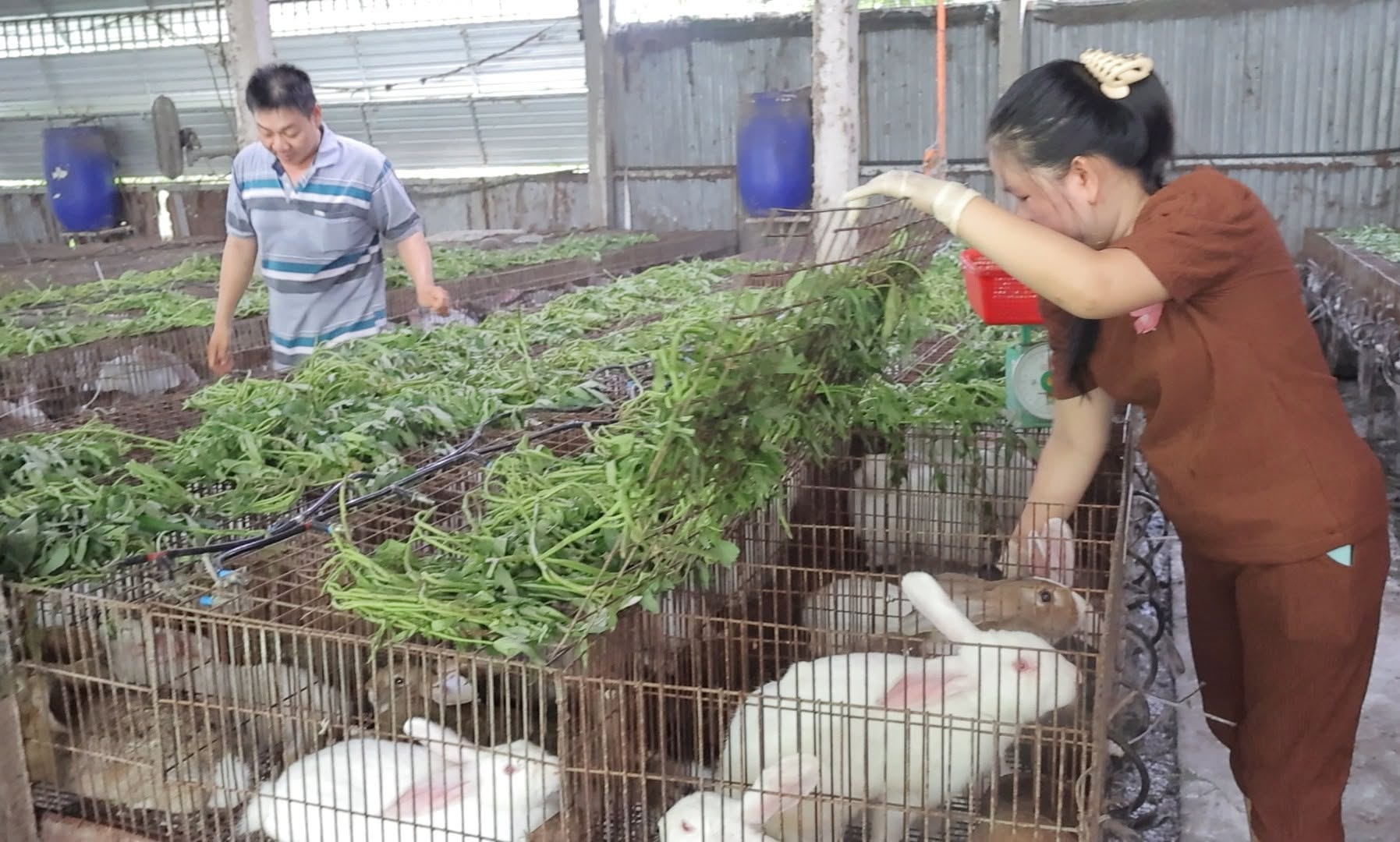 Xã Chợ Gạo nâng cao thu nhập từ nuôi thỏ thương phẩm