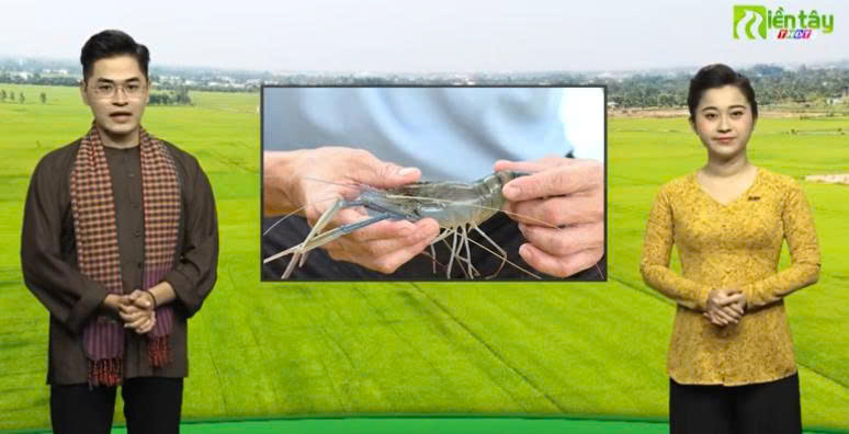 Mô hình ứng dụng chế phẩm sinh học trong nuôi tôm càng xanh toàn đực bán thâm canh trong ao